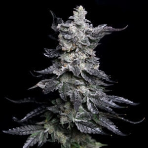 Apple Fritter Auto
