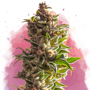 Aurora Indica