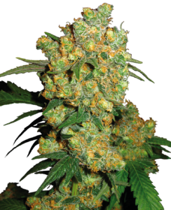 Big Bud Auto