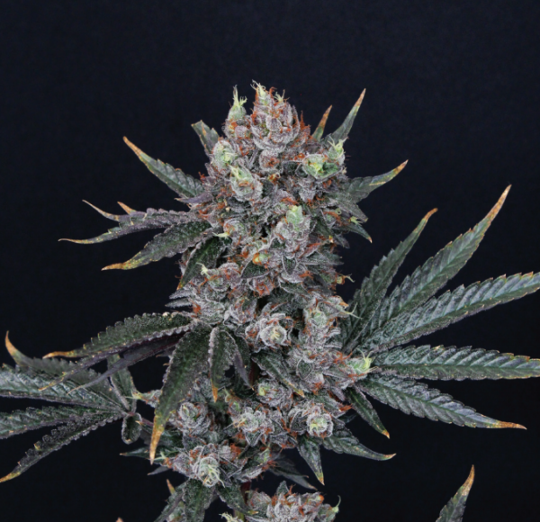 Black Diamond