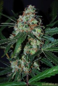 Black Jack Auto