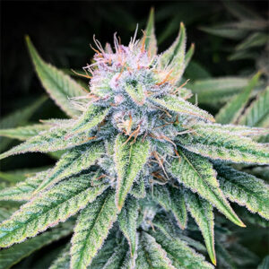 Blood Diamond OG Auto