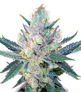 Blue Cheese Auto