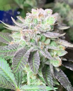 Blue Headband Feminized