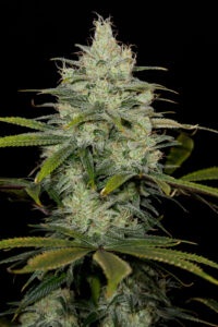 CBD Cheese