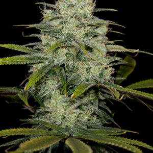CBD Cheese