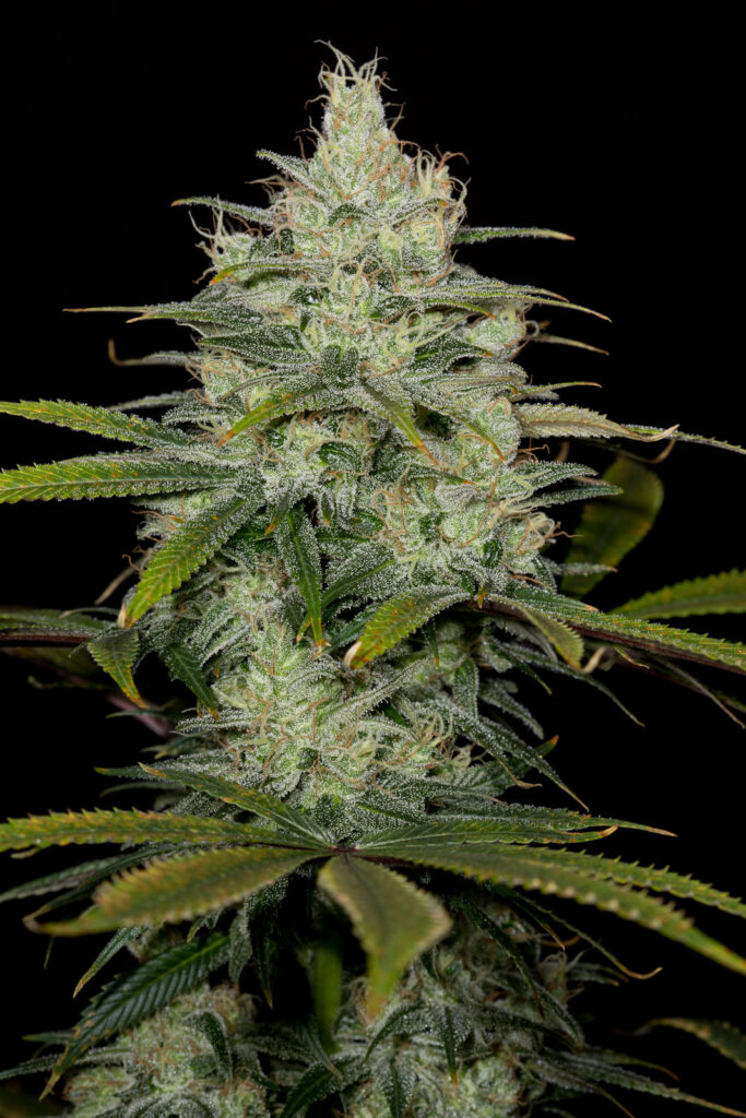 CBD Cheese
