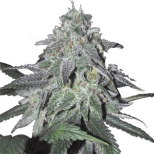 Chronic Widow