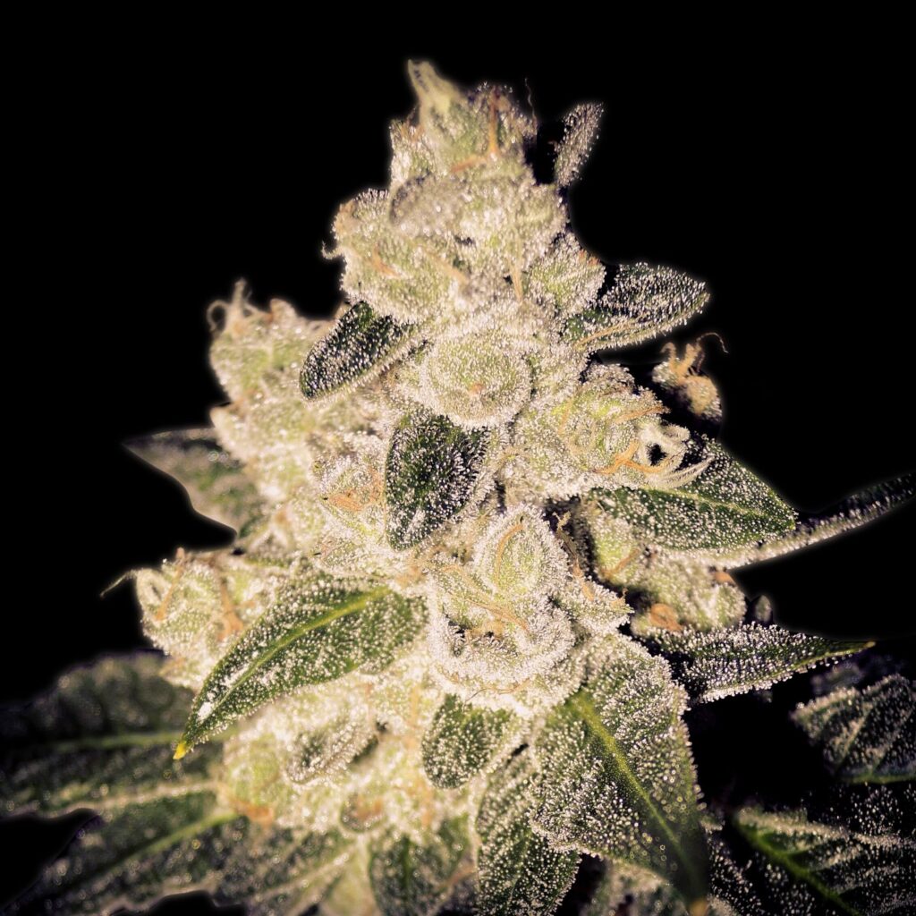 Cinderella 99