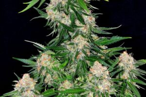 Critical +
