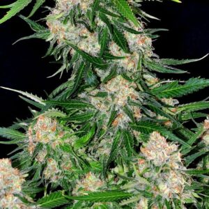 Critical +