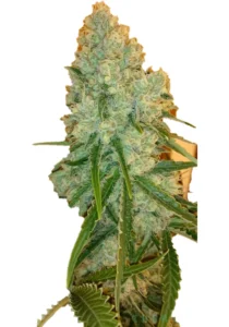 Critical Widow