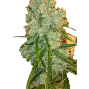 Critical Widow