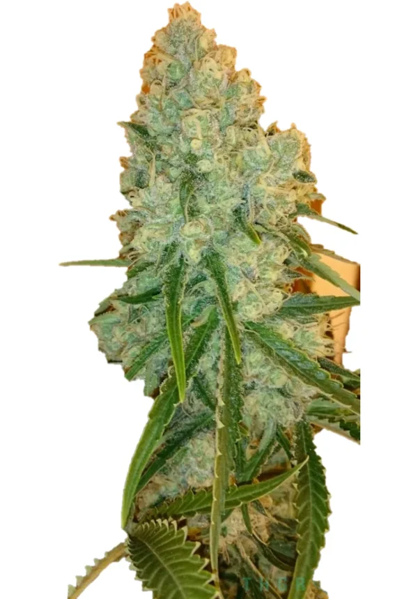 Critical Widow