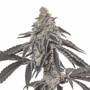 Death Star