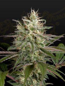 Exodus Cheese Feminized
