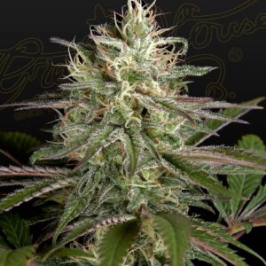 Exodus Cheese Feminized