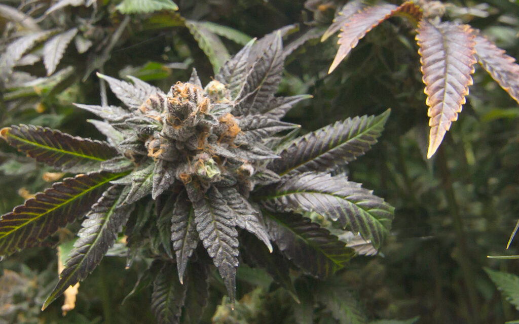 God Bud