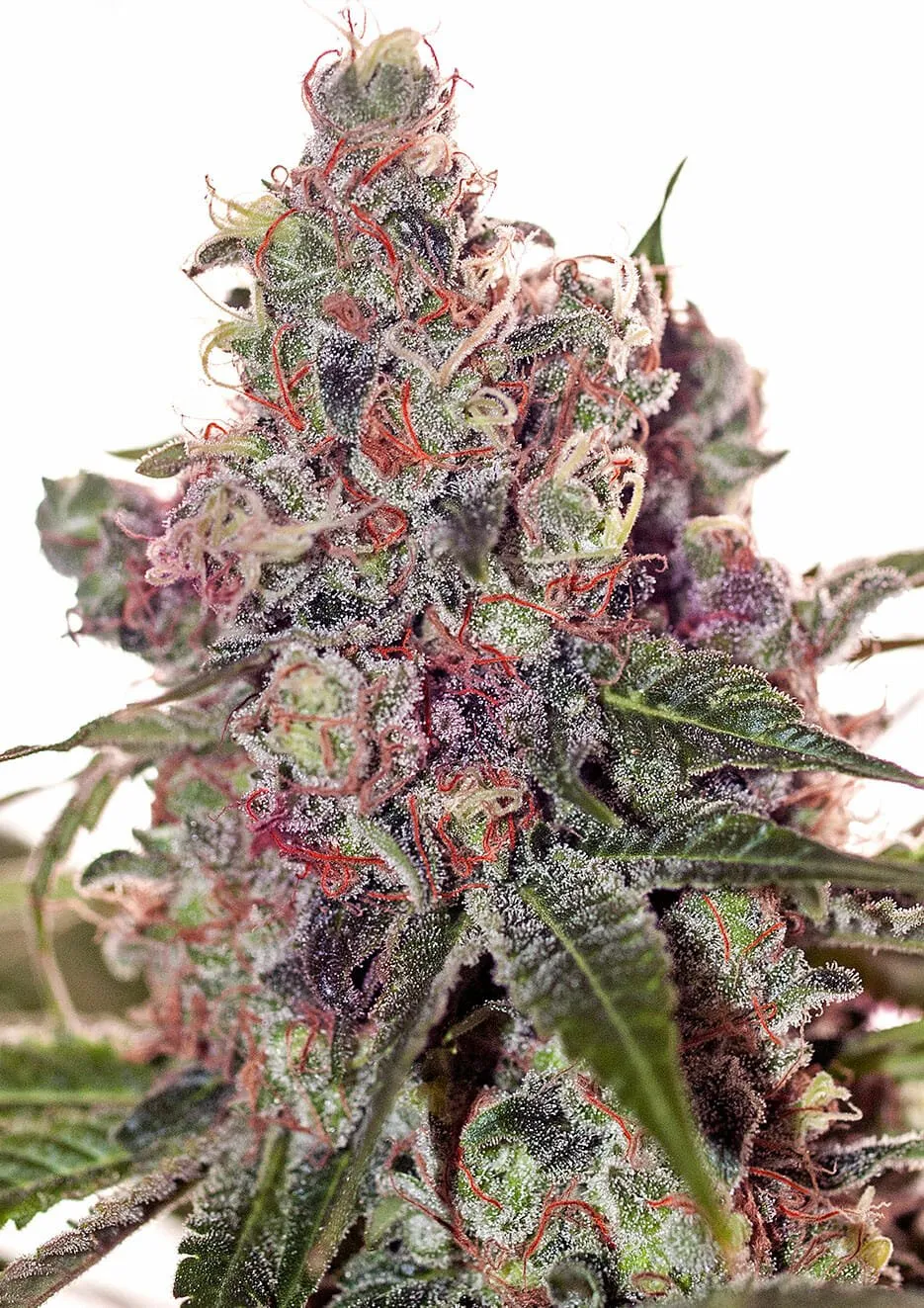 Grapefruit Feminized
