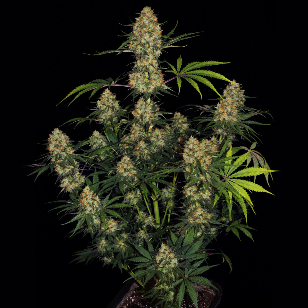 Hindu Kush