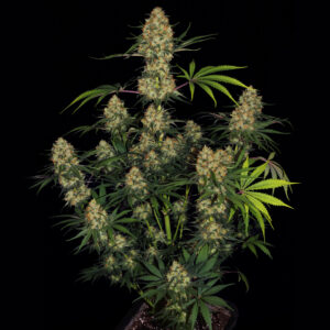 Hindu Kush