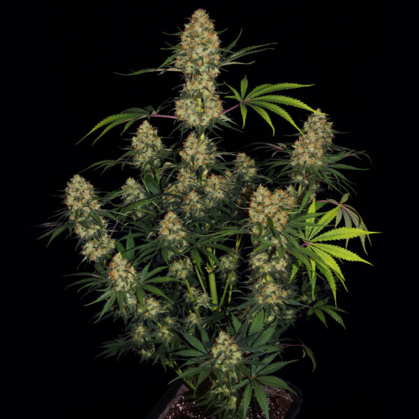 Hindu Kush