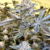 Jealousy Seeds