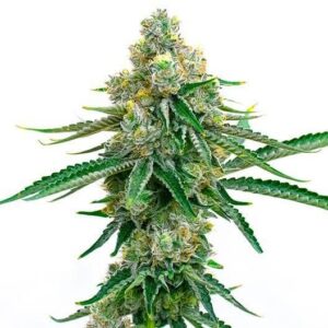 Jedi Kush Feminized