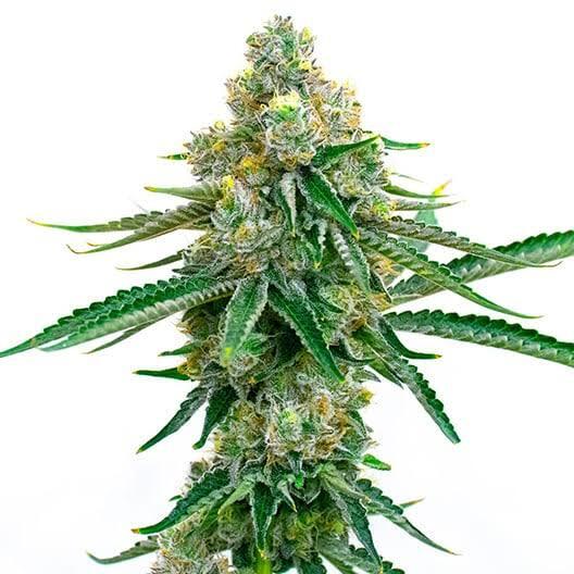 Jedi Kush Feminized