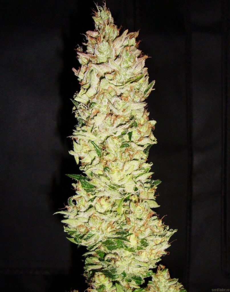 Northern Lights X Skunk