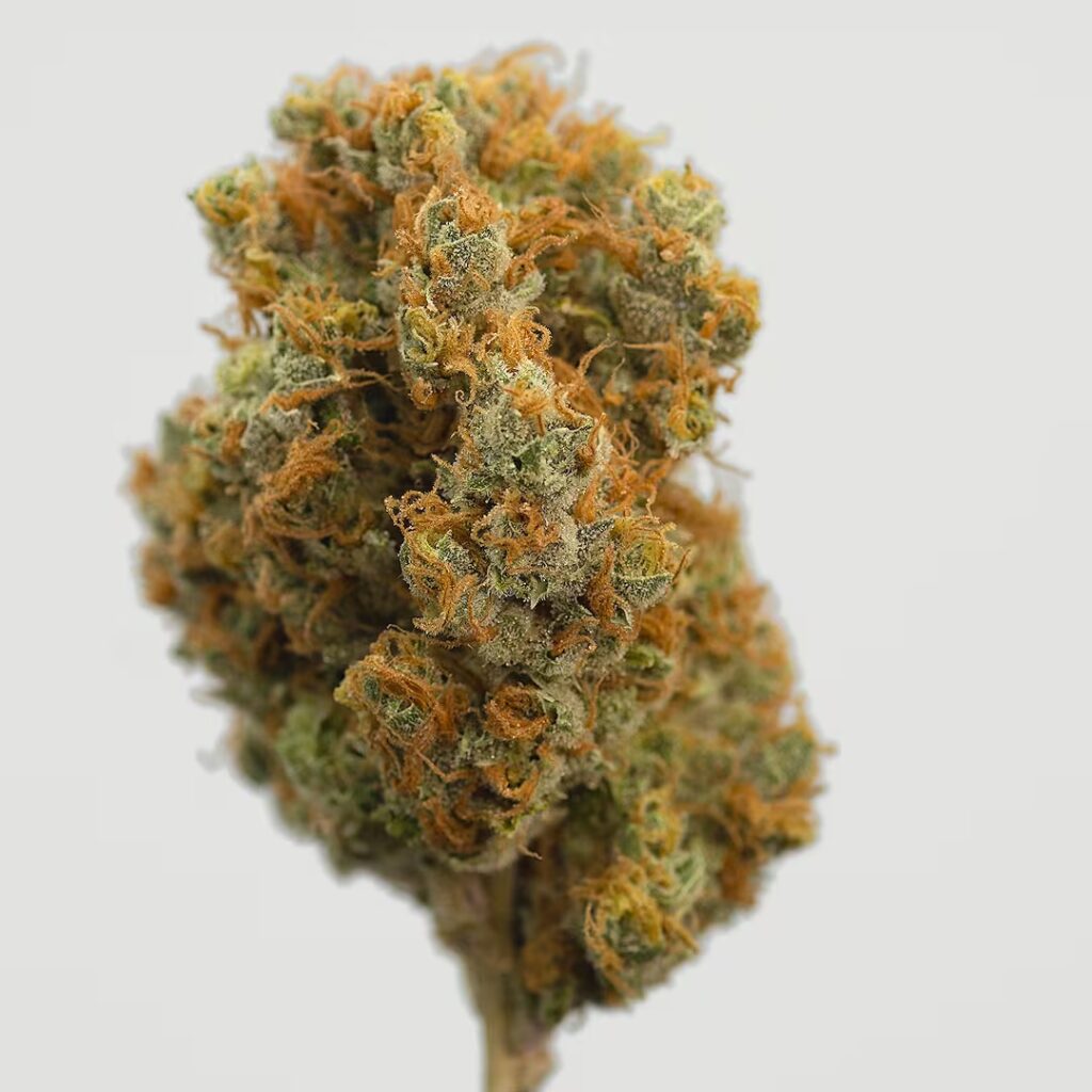 Orange Bud