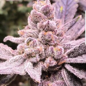 Purple-Sunset