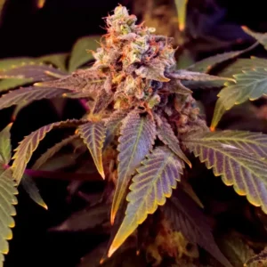 Purple Thai Feminized