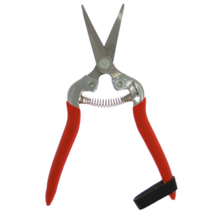 A picture of cannabis pruning scissors
