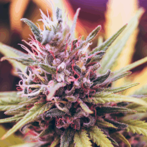 Strawberry Cough