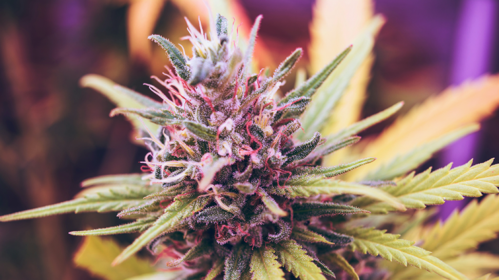 Strawberry Cough