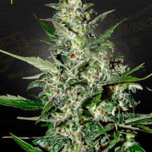 Super Critical