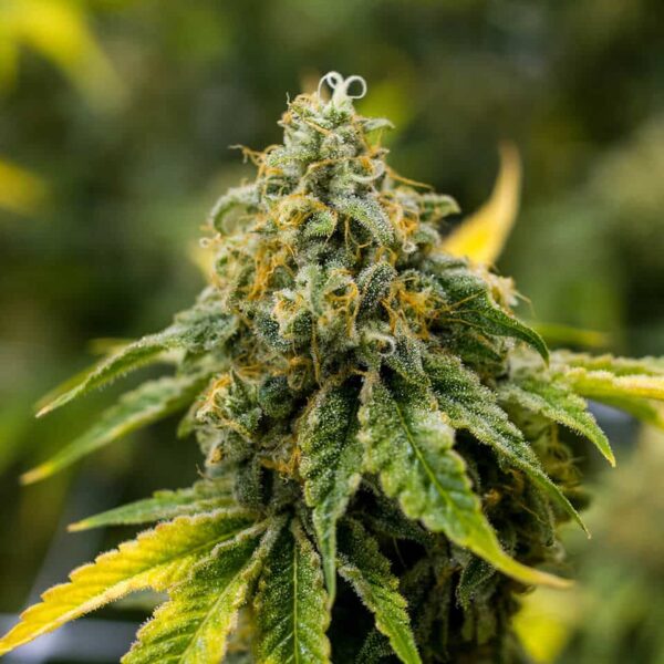 Super Lemon Haze