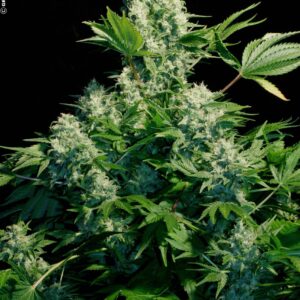 White Russian