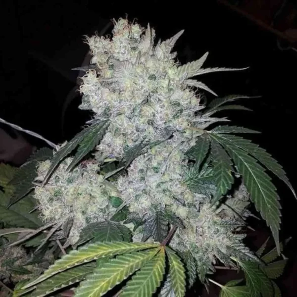 White Widow