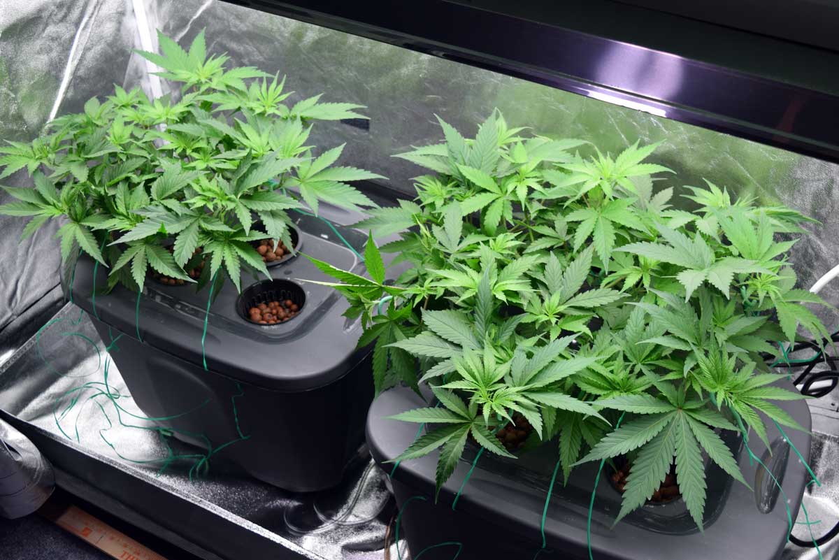 A picture of hydroponic cannabis grow kits