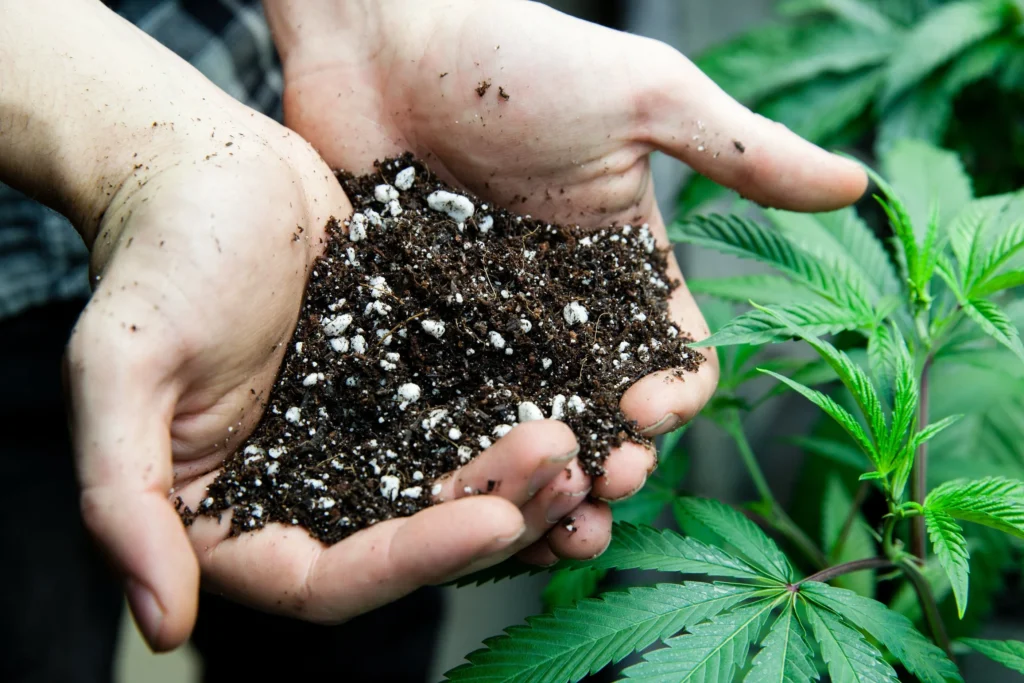 Hands holding an example of the best soil for cannabis