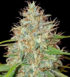Afghani x Skunk
