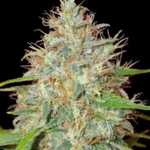 Afghani x Skunk