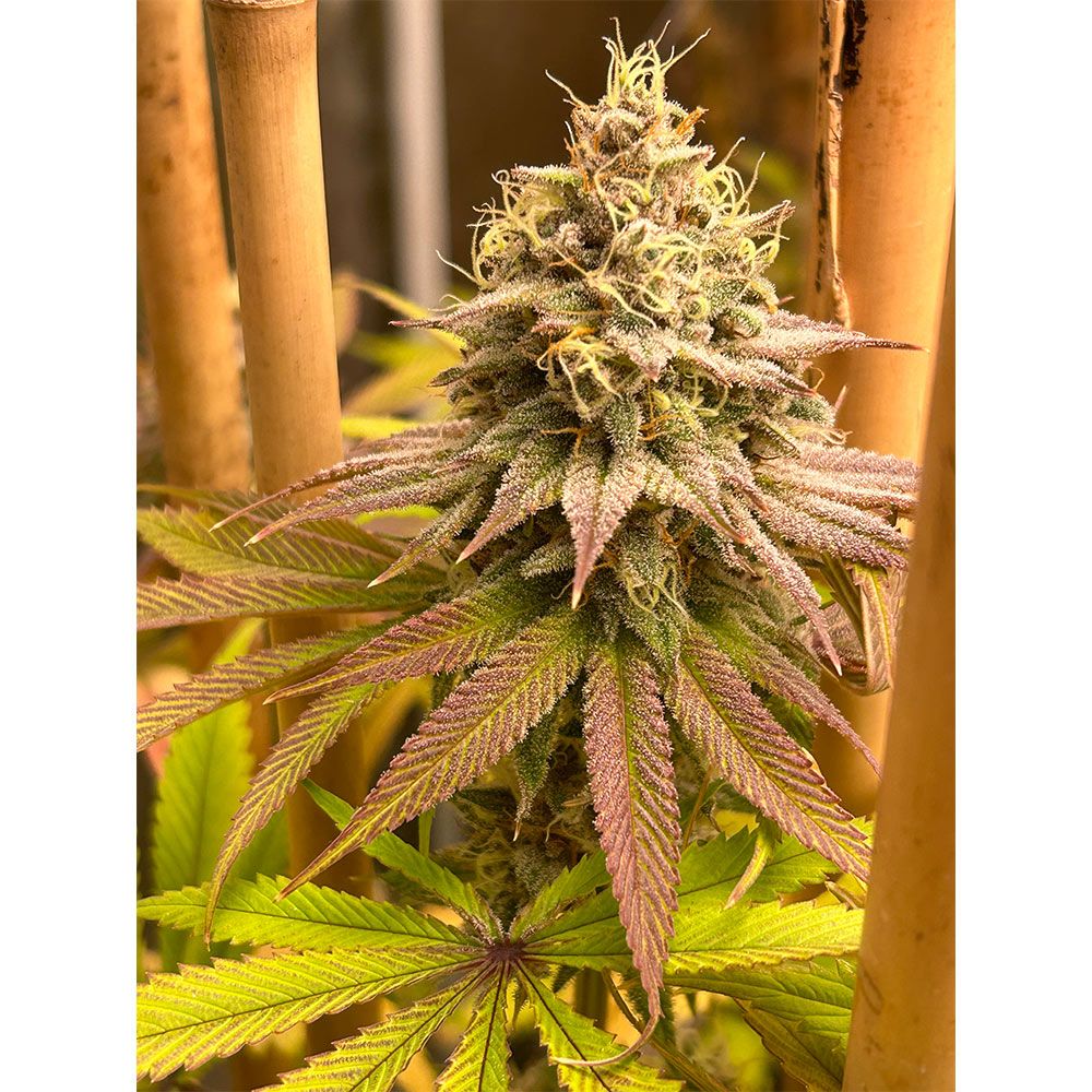 Blood Diamond OG