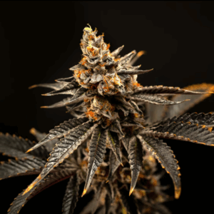 Cherry Gas Cherry Gas