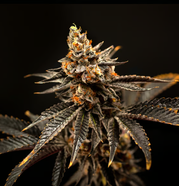 Cherry Gas