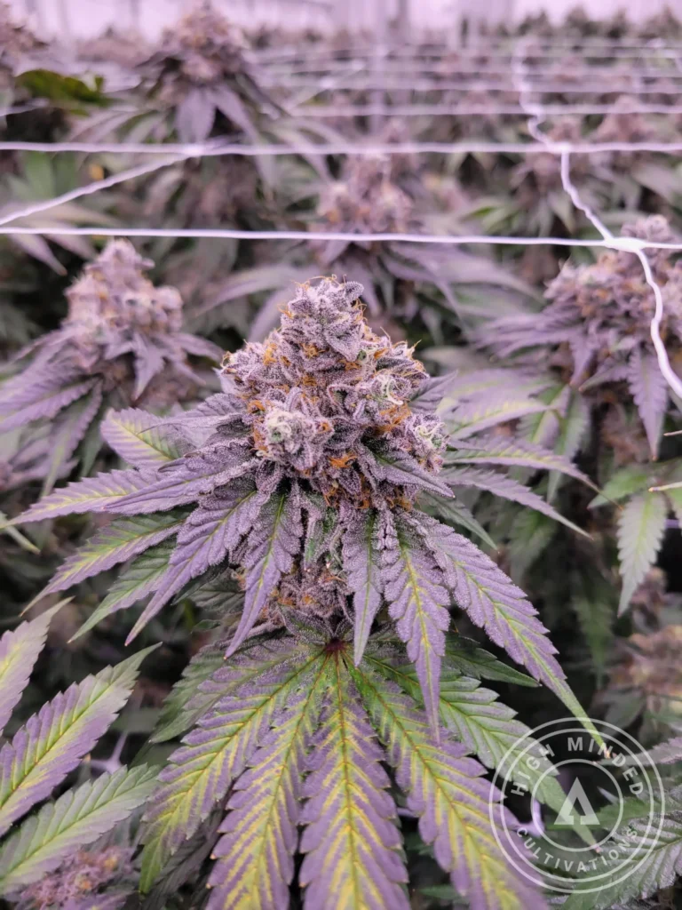Granddaddy Purple