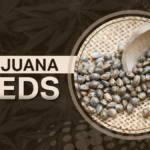 marijuana seeds