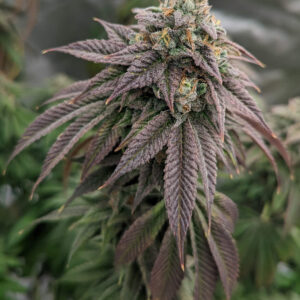 Pink Lemonade